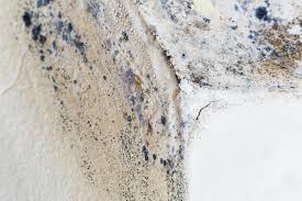 Professional Mold Removal & Remediation in Hornell, NY